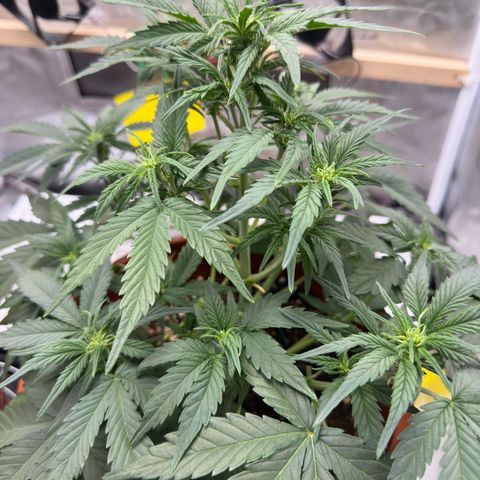 Northern Lights Automatic growlog timeline photo