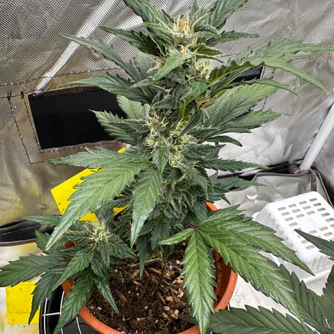 Cookies Gelato growlog timeline photo