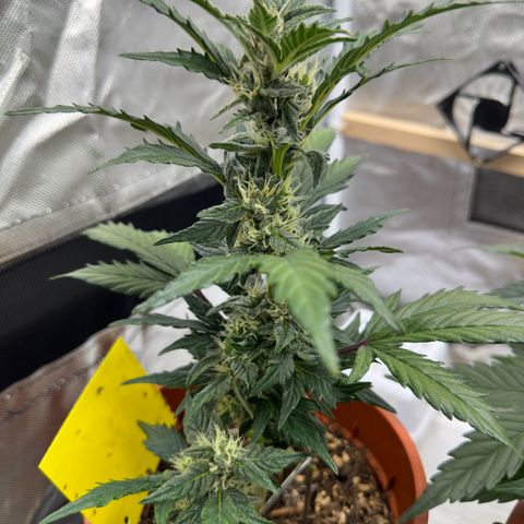Cookies Gelato growlog timeline photo