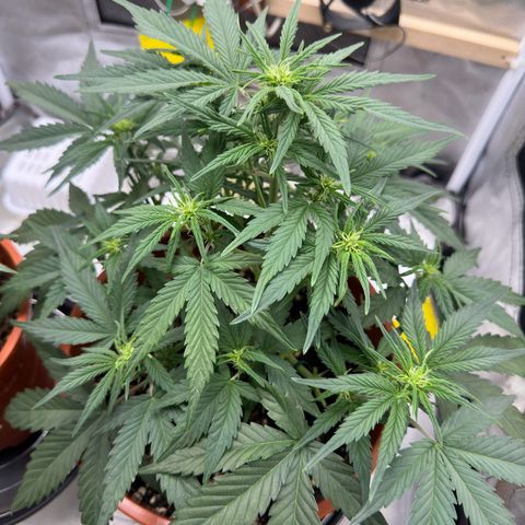 Northern Lights Automatic growlog timeline photo