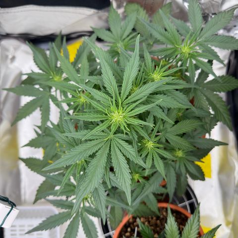 Northern Lights Automatic growlog timeline photo