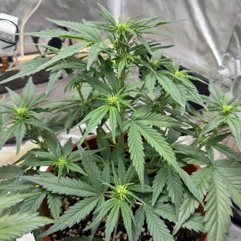 Northern Lights Automatic growlog timeline photo