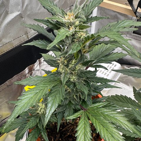 Cookies Gelato growlog timeline photo