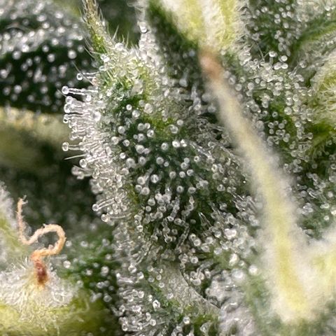 Cookies Gelato growlog timeline photo