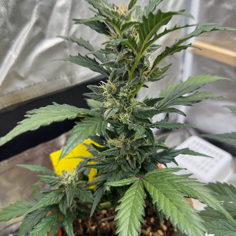 Cookies Gelato growlog timeline photo