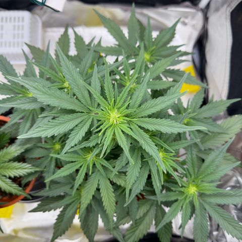Northern Lights Automatic growlog timeline photo