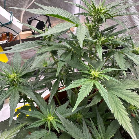 Northern Lights Automatic growlog timeline photo