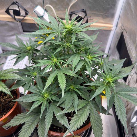 Northern Lights Automatic growlog timeline photo