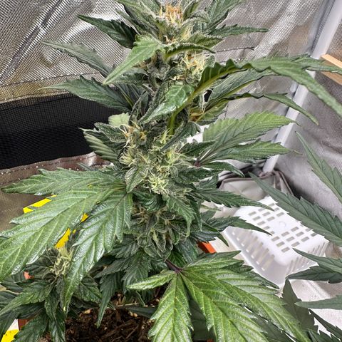 Cookies Gelato growlog timeline photo