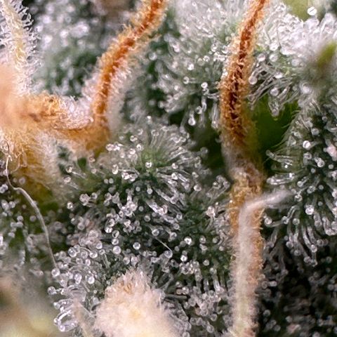 Cookies Gelato growlog timeline photo
