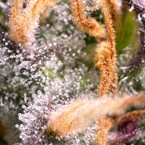 Cookies Gelato growlog timeline photo