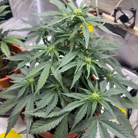 Northern Lights Automatic growlog timeline photo