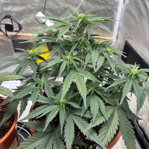 Northern Lights Automatic growlog timeline photo