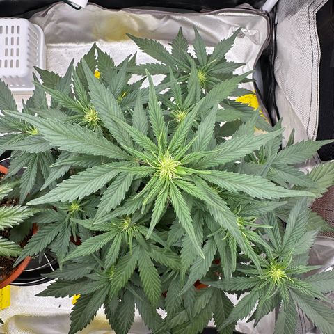 Northern Lights Automatic growlog timeline photo
