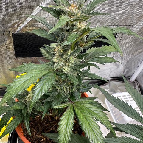 Cookies Gelato growlog timeline photo