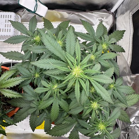 Northern Lights Automatic growlog timeline photo