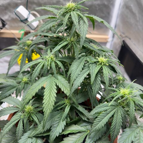 Northern Lights Automatic growlog timeline photo