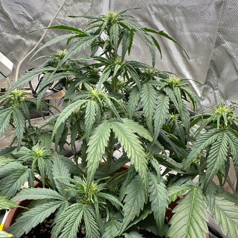 Northern Lights Automatic growlog timeline photo