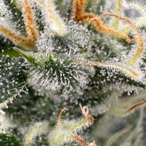 Cookies Gelato growlog timeline photo