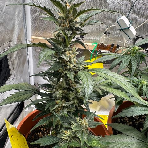 Cookies Gelato growlog timeline photo