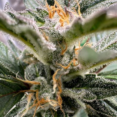 Cookies Gelato growlog timeline photo