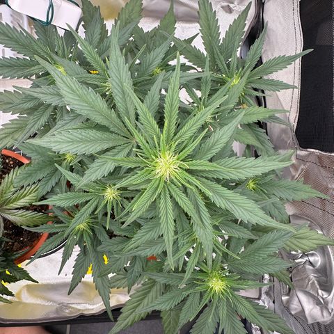 Northern Lights Automatic growlog timeline photo