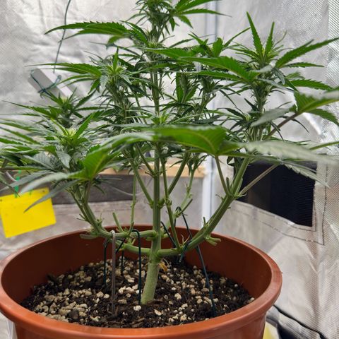 Northern Lights Automatic growlog timeline photo