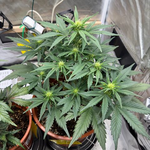 Northern Lights Automatic growlog timeline photo