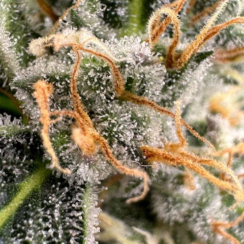 Cookies Gelato growlog timeline photo