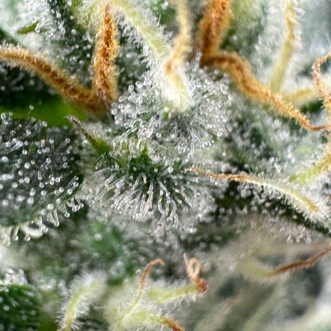 Cookies Gelato growlog timeline photo
