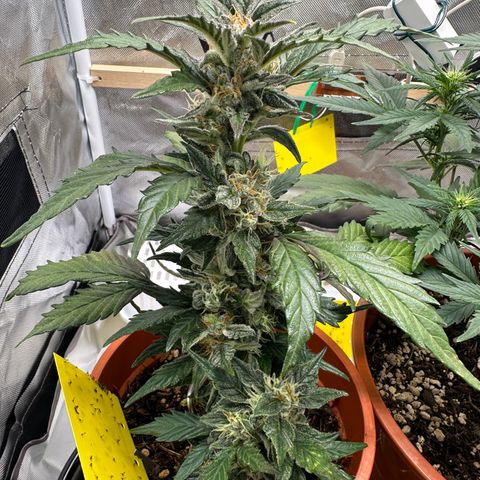 Cookies Gelato growlog timeline photo