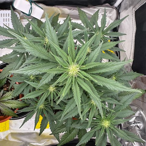 Northern Lights Automatic growlog timeline photo