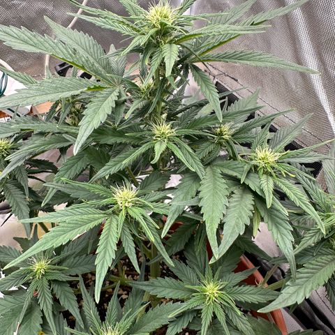 Northern Lights Automatic growlog timeline photo
