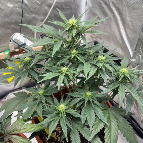 Northern Lights Automatic growlog timeline photo