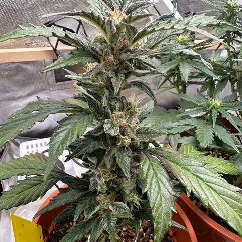 Cookies Gelato growlog timeline photo