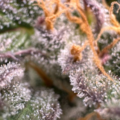 Cookies Gelato growlog timeline photo