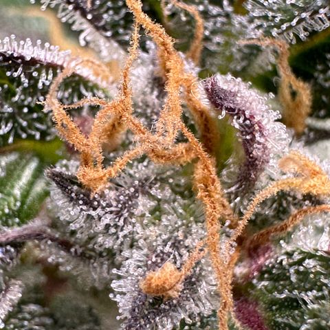 Cookies Gelato growlog timeline photo