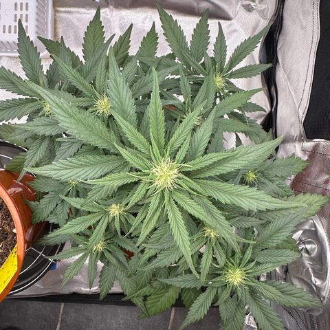 Northern Lights Automatic growlog timeline photo