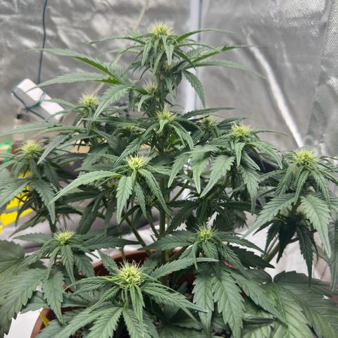 Northern Lights Automatic growlog timeline photo