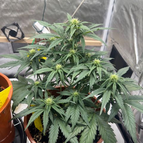 Northern Lights Automatic growlog timeline photo