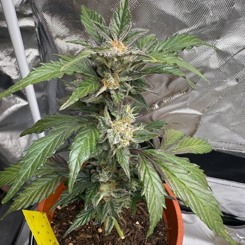 Cookies Gelato growlog timeline photo