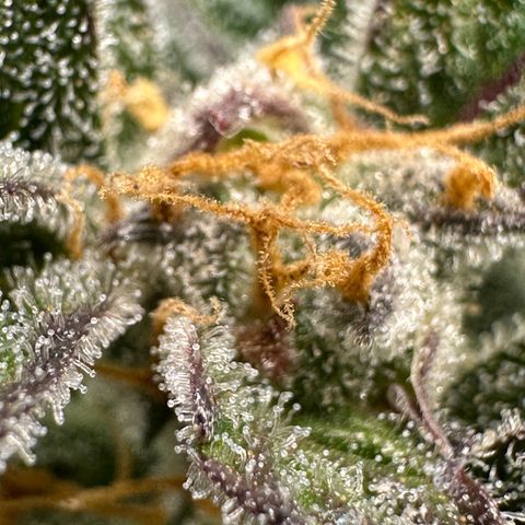 Cookies Gelato growlog timeline photo