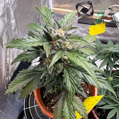 Cookies Gelato growlog timeline photo