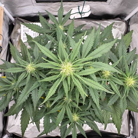 Northern Lights Automatic growlog timeline photo