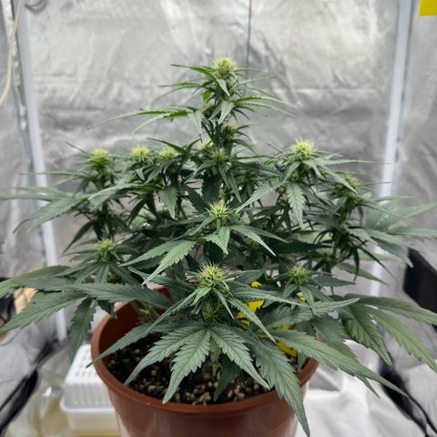 Northern Lights Automatic growlog timeline photo