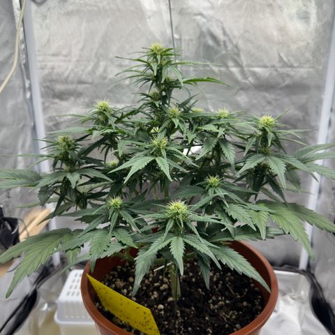 Northern Lights Automatic growlog timeline photo