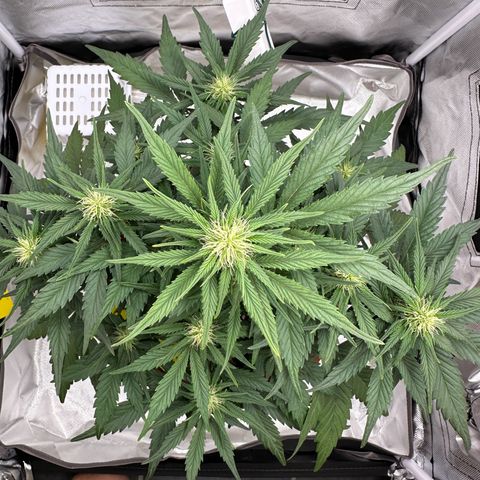 Northern Lights Automatic growlog timeline photo
