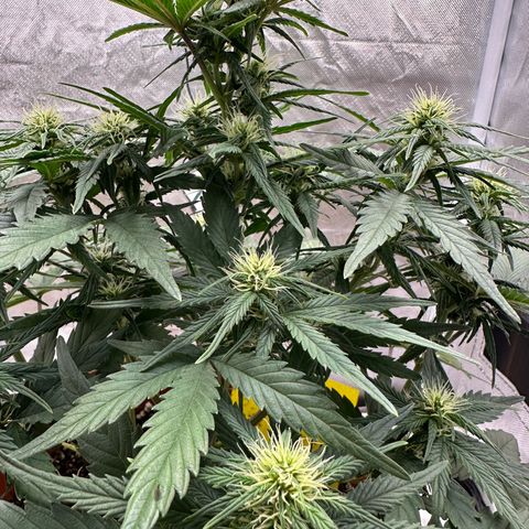 Northern Lights Automatic growlog timeline photo
