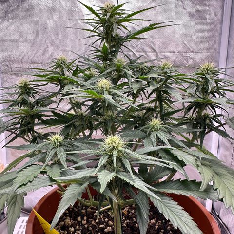Northern Lights Automatic growlog timeline photo