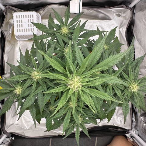 Northern Lights Automatic growlog timeline photo